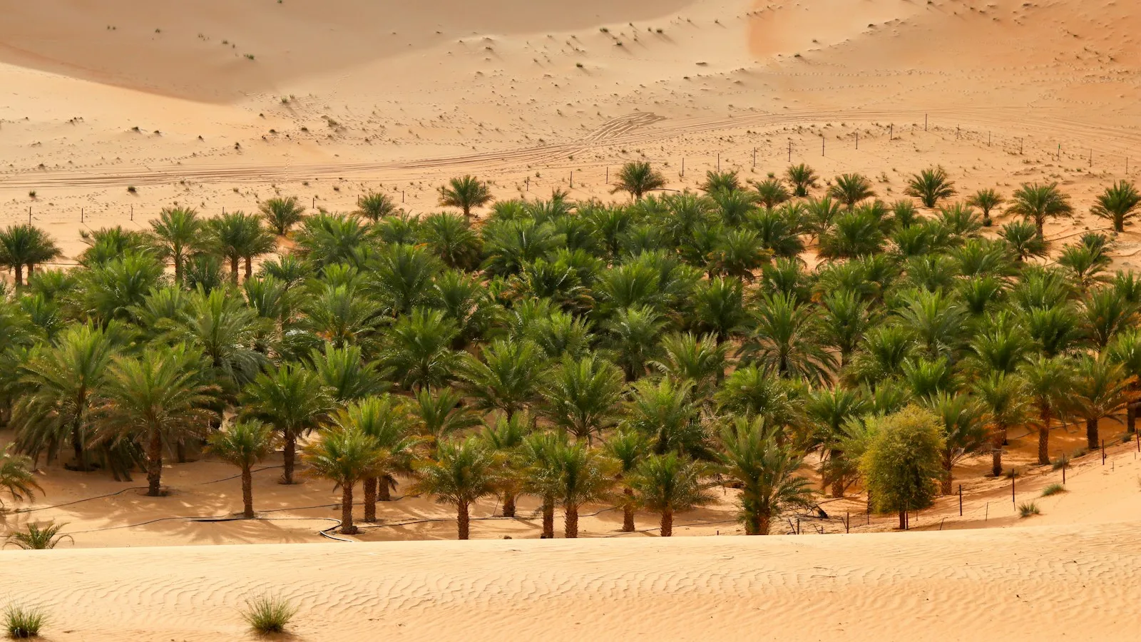 Al Ain : la ville des oasis