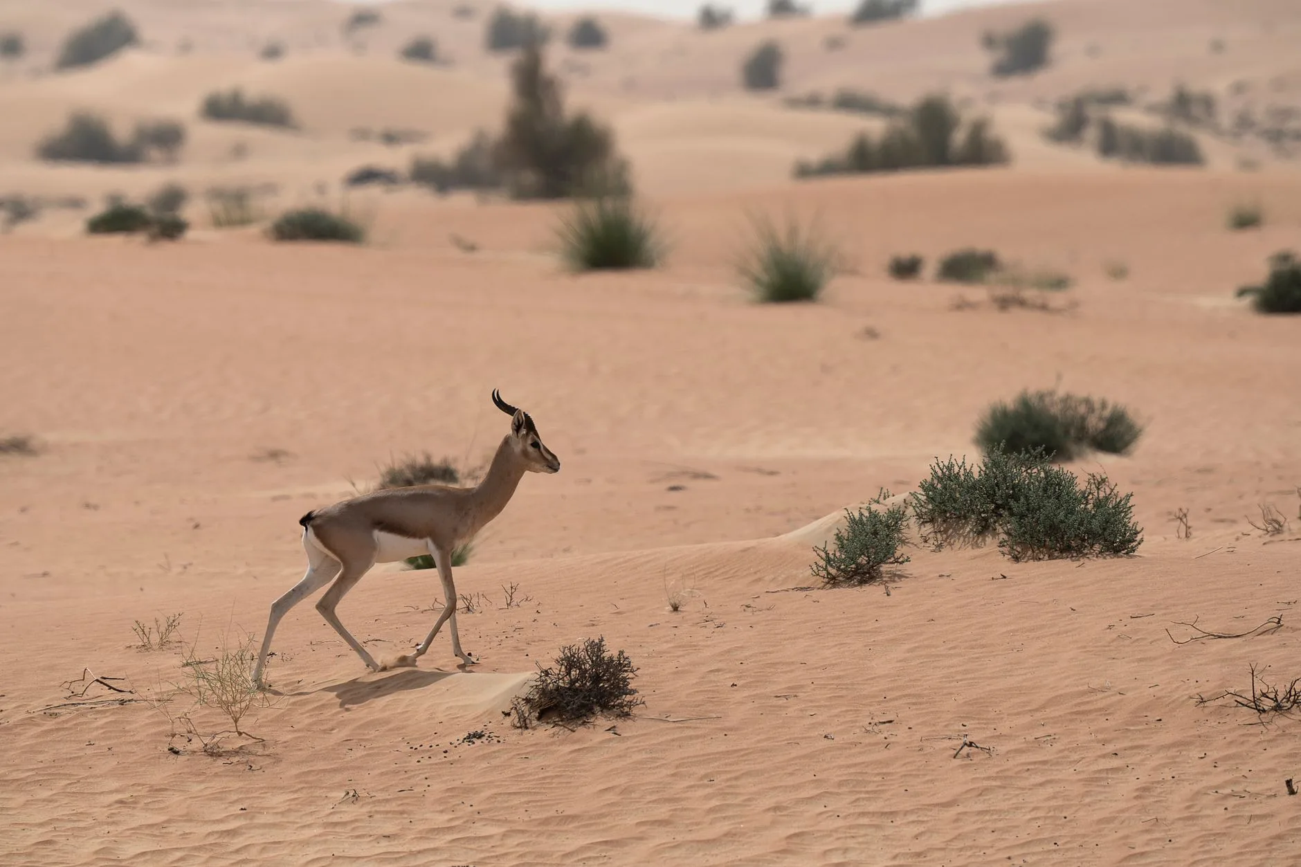 Où se déroule le safari : la réserve de conservation du désert de Dubaï